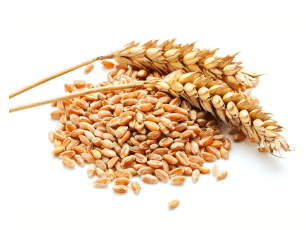 Feed wheat